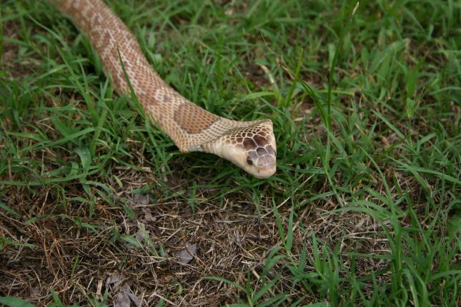 Female Formosa