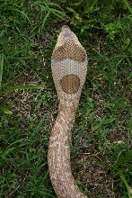 Female Formosa