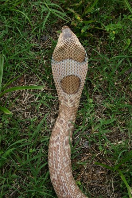 Female Formosa