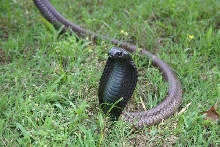 Male legionis