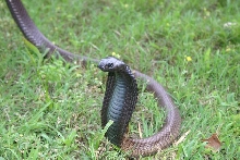 Male legionis