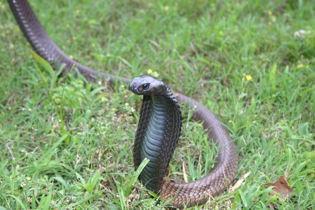 Male legionis