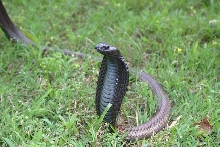 Male legionis