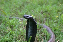 Male legionis