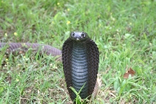 Male legionis