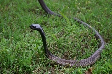Male legionis