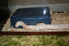Female amel monocled