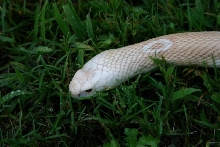 Female amel monocled