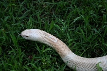 Female amel monocled