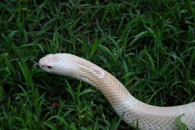 Female amel monocled