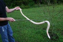 Female amel monocled