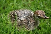 Ostrich chick