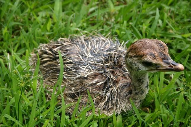Ostrich chick