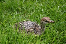 Ostrich chick