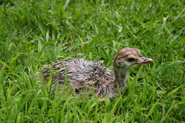 Ostrich chick
