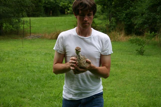 Ostrich chick