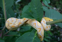 Lavendar Retic