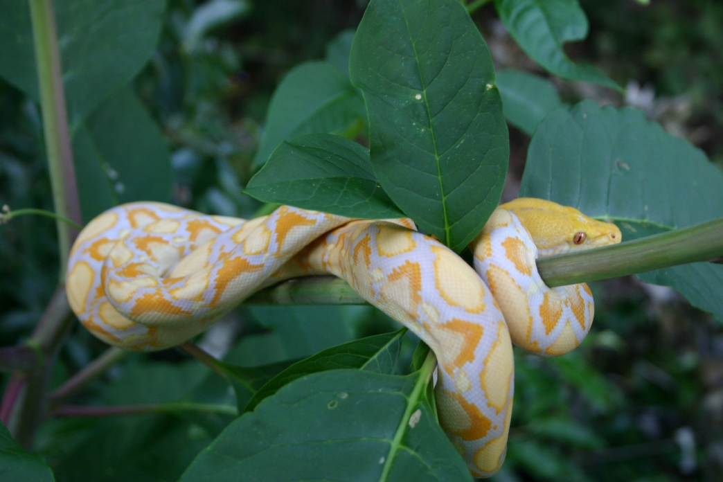 Lavendar Retic