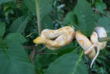 Lavendar Retic