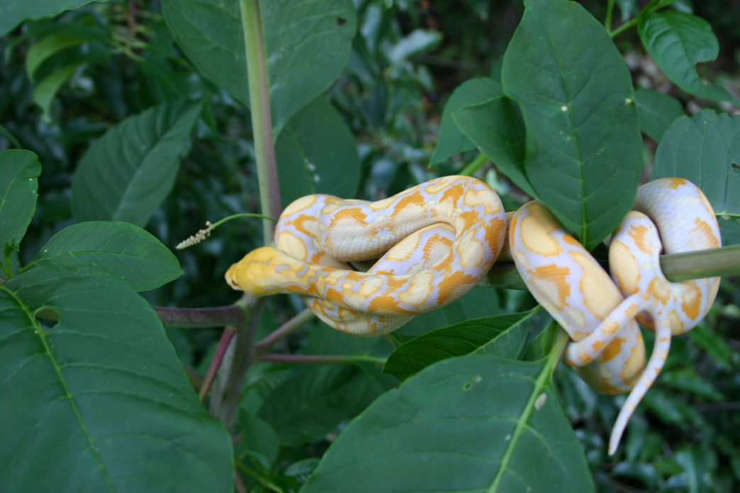 Lavendar Retic