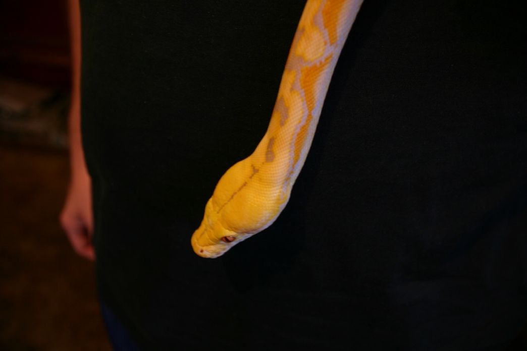 Lavendar Retic