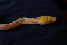Lavendar Retic