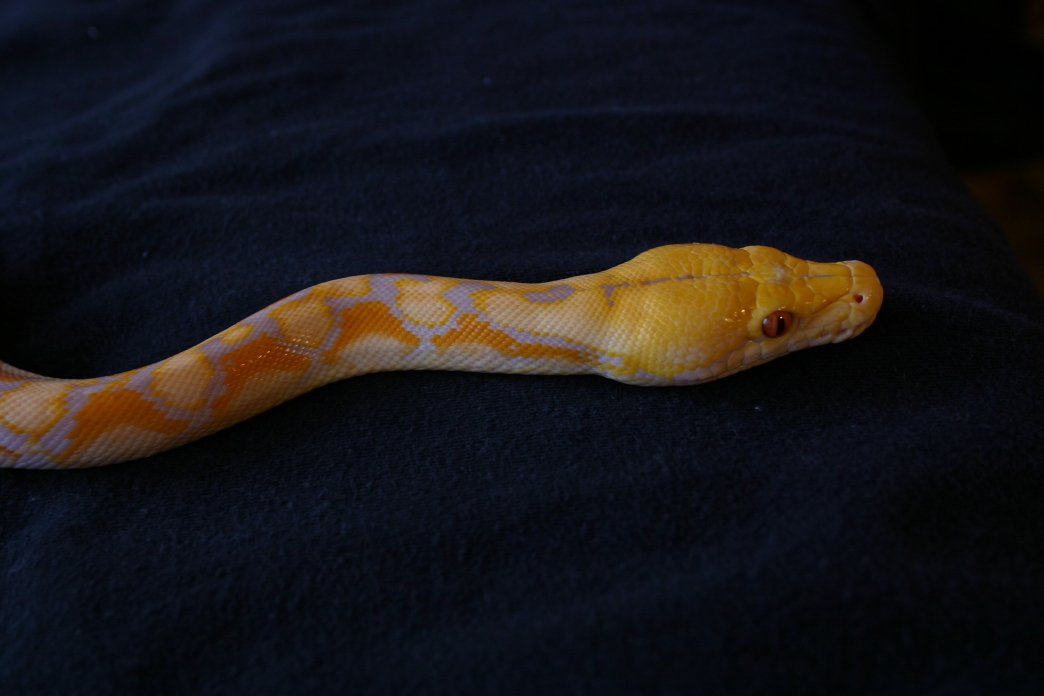 Lavendar Retic