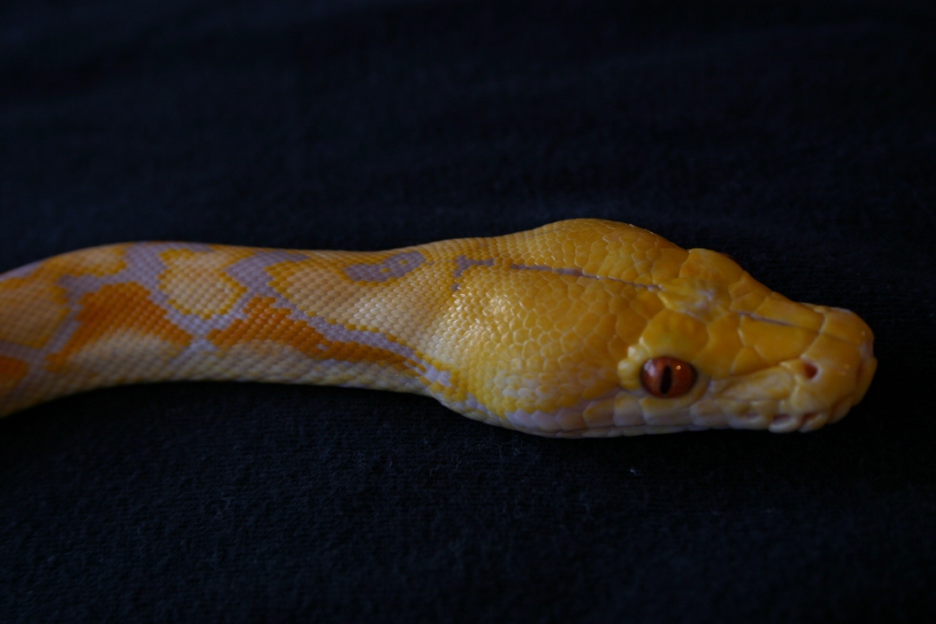 Lavendar Retic