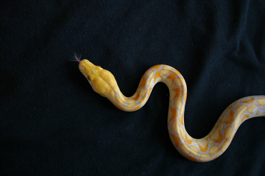 Lavendar Retic