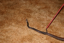 Male Papuan Taipan