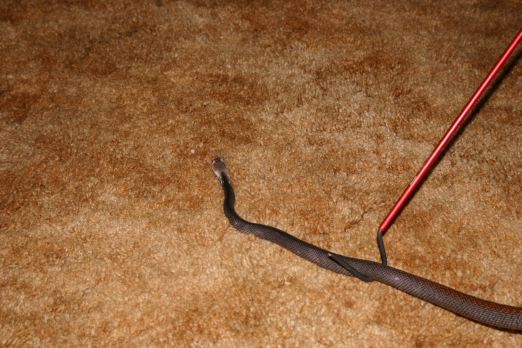 Male Papuan Taipan