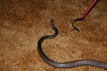 Male Papuan Taipan