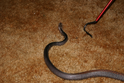 Male Papuan Taipan