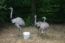 Trio of Rheas