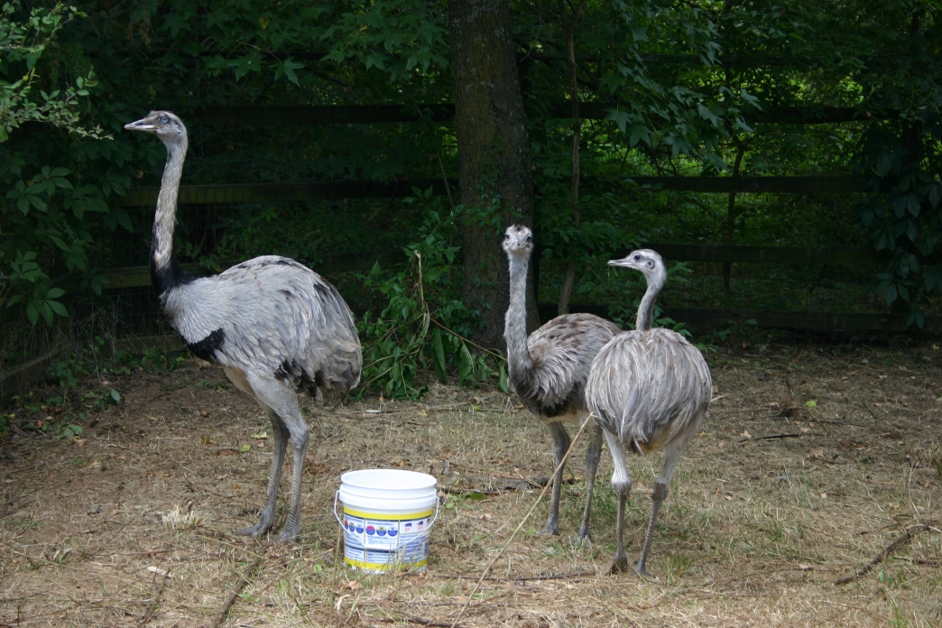 Trio of Rheas