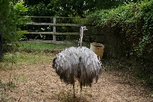 Male Rhea