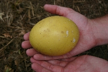 Rhea Egg