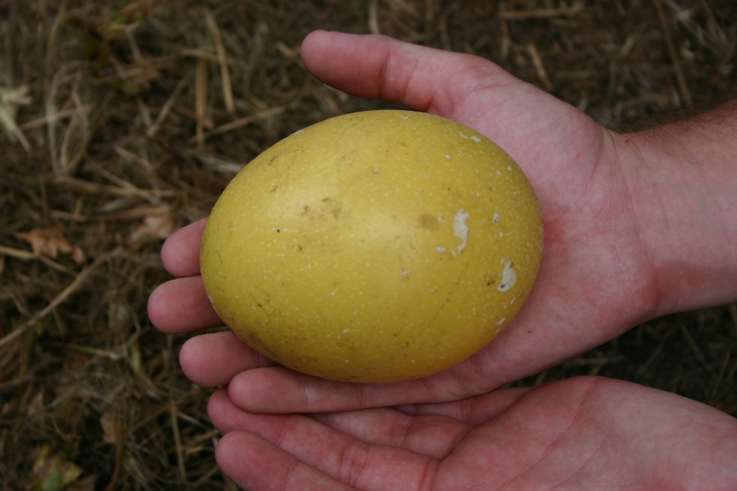 Rhea Egg