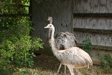 Female Rheas