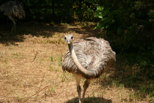 kingsnake.com photo gallery > Exotic/Wild Birds > Female Rhea