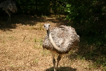Female Rhea