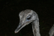 Female Rhea Closeup