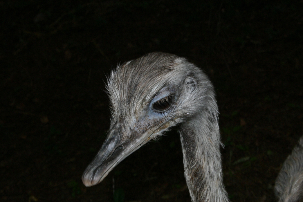Female Rhea Closeup