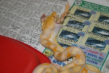Lavendar Retic Eating