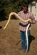 Lav Retic Size Comparison
