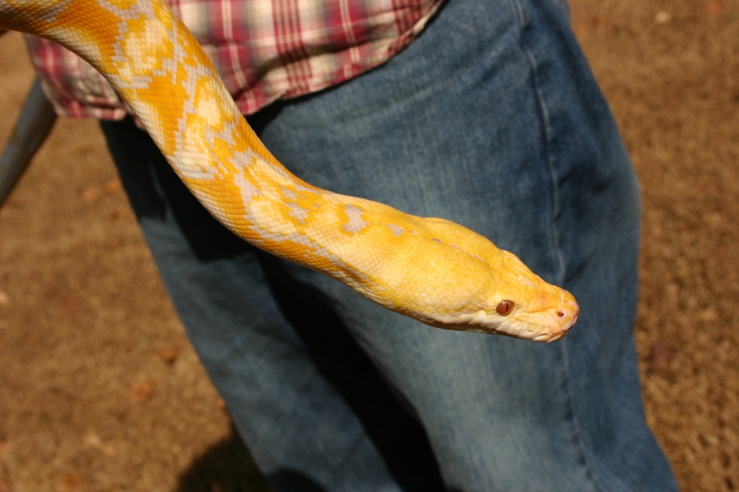 Lavendar Retic