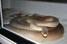 Female Olive