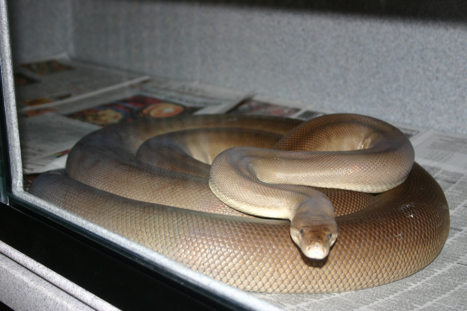 Female Olive
