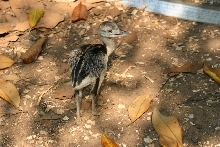 Rhea Chick