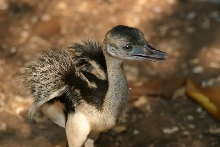 Rhea Chick